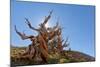 The Sentinel Tree in Bristlecone Pine Forest, Inyo, California, USA-Don Paulson-Mounted Photographic Print