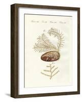 The Sertularian Hydroid-null-Framed Giclee Print