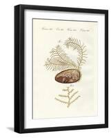 The Sertularian Hydroid-null-Framed Giclee Print