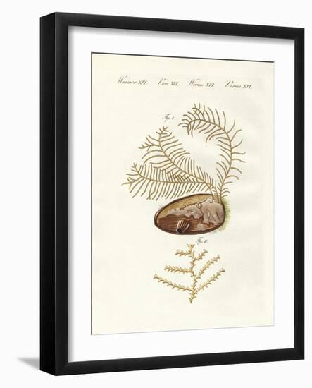 The Sertularian Hydroid-null-Framed Giclee Print