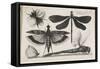 The Set of Butterflies, One of Twelve, 1646-Wenceslaus Hollar-Framed Stretched Canvas