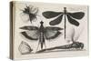 The Set of Butterflies, One of Twelve, 1646-Wenceslaus Hollar-Stretched Canvas