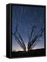 The Setting Moon Is Visible Through the Thorny Branches on an Ocotillo, California-null-Framed Stretched Canvas