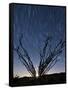 The Setting Moon Is Visible Through the Thorny Branches on an Ocotillo, California-null-Framed Stretched Canvas