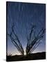 The Setting Moon Is Visible Through the Thorny Branches on an Ocotillo, California-null-Stretched Canvas