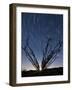 The Setting Moon Is Visible Through the Thorny Branches on an Ocotillo, California-null-Framed Photographic Print