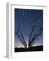 The Setting Moon Is Visible Through the Thorny Branches on an Ocotillo, California-null-Framed Photographic Print