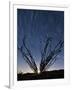 The Setting Moon Is Visible Through the Thorny Branches on an Ocotillo, California-null-Framed Photographic Print