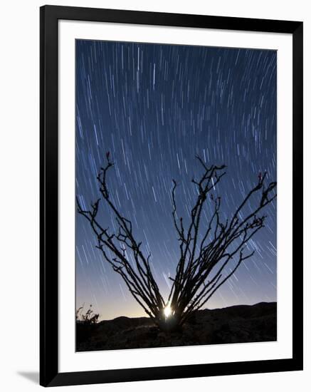 The Setting Moon Is Visible Through the Thorny Branches on an Ocotillo, California-null-Framed Photographic Print