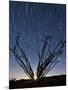 The Setting Moon Is Visible Through the Thorny Branches on an Ocotillo, California-null-Mounted Photographic Print