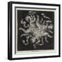The Seven Boys, an Allegory of the Pleiades-null-Framed Giclee Print