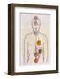 The Seven Chakras and the Streams of Vitality-C.w. Leadbeater-Framed Photographic Print