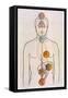 The Seven Chakras and the Streams of Vitality-C.w. Leadbeater-Framed Stretched Canvas