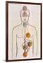 The Seven Chakras and the Streams of Vitality-C.w. Leadbeater-Framed Photographic Print