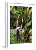 The Seychelles, La Digue, Banana Plant-Catharina Lux-Framed Photographic Print