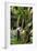 The Seychelles, La Digue, Banana Plant-Catharina Lux-Framed Photographic Print