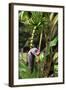 The Seychelles, La Digue, Banana Plant-Catharina Lux-Framed Photographic Print