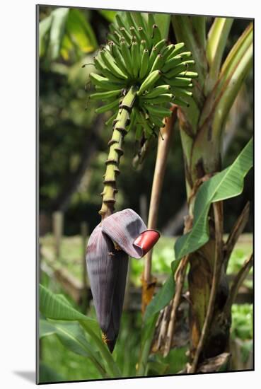 The Seychelles, La Digue, Banana Plant-Catharina Lux-Mounted Photographic Print