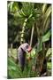 The Seychelles, La Digue, Banana Plant-Catharina Lux-Mounted Photographic Print
