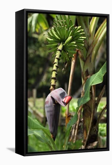 The Seychelles, La Digue, Banana Plant-Catharina Lux-Framed Stretched Canvas