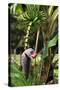 The Seychelles, La Digue, Banana Plant-Catharina Lux-Stretched Canvas