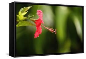 The Seychelles, La Digue, Hibiscus, Red Blossom-Catharina Lux-Framed Stretched Canvas