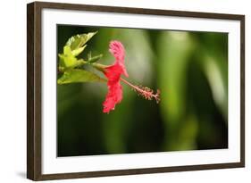 The Seychelles, La Digue, Hibiscus, Red Blossom-Catharina Lux-Framed Photographic Print