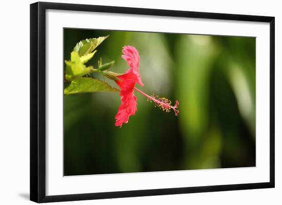 The Seychelles, La Digue, Hibiscus, Red Blossom-Catharina Lux-Framed Photographic Print