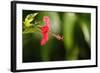 The Seychelles, La Digue, Hibiscus, Red Blossom-Catharina Lux-Framed Photographic Print