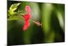 The Seychelles, La Digue, Hibiscus, Red Blossom-Catharina Lux-Mounted Photographic Print