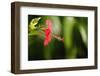 The Seychelles, La Digue, Hibiscus, Red Blossom-Catharina Lux-Framed Photographic Print