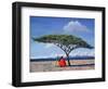 The Shady Tree, 1992-Tilly Willis-Framed Giclee Print