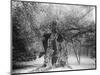 The 'Shambles' Oak, Sherwood Forest, 1904-null-Mounted Giclee Print