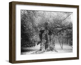 The 'Shambles' Oak, Sherwood Forest, 1904-null-Framed Giclee Print