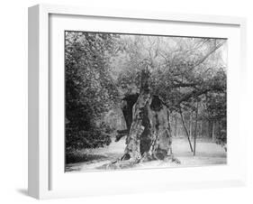 The 'Shambles' Oak, Sherwood Forest, 1904-null-Framed Giclee Print