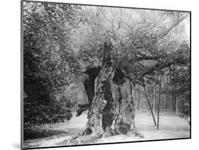 The 'Shambles' Oak, Sherwood Forest, 1904-null-Mounted Giclee Print