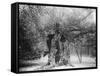 The 'Shambles' Oak, Sherwood Forest, 1904-null-Framed Stretched Canvas