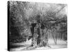 The 'Shambles' Oak, Sherwood Forest, 1904-null-Stretched Canvas