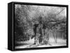 The 'Shambles' Oak, Sherwood Forest, 1904-null-Framed Stretched Canvas