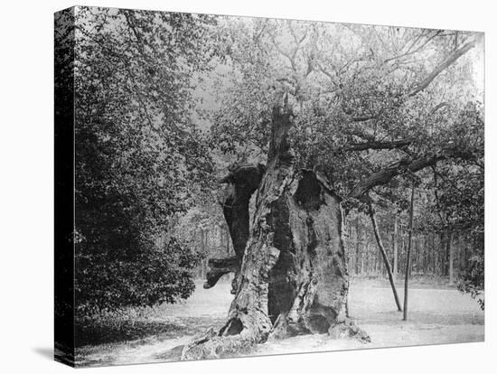 The 'Shambles' Oak, Sherwood Forest, 1904-null-Stretched Canvas
