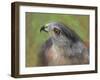 The Sharp Shinned Hawk-Jai Johnson-Framed Giclee Print