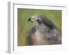 The Sharp Shinned Hawk-Jai Johnson-Framed Giclee Print