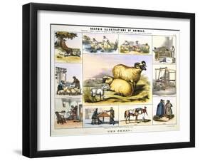 The Sheep, C1850-Day & Haghe-Framed Giclee Print