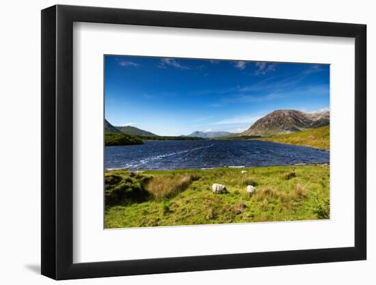 The Sheep of Connemara-Philippe Sainte-Laudy-Framed Photographic Print