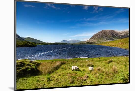 The Sheep of Connemara-Philippe Sainte-Laudy-Mounted Photographic Print