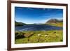 The Sheep of Connemara-Philippe Sainte-Laudy-Framed Photographic Print