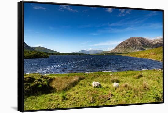 The Sheep of Connemara-Philippe Sainte-Laudy-Framed Stretched Canvas