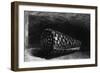 The Shell, 1650; The Shell is a Conus Marmoreus, Native to South-East Africa, Polynesia and Hawaii-Rembrandt van Rijn-Framed Giclee Print