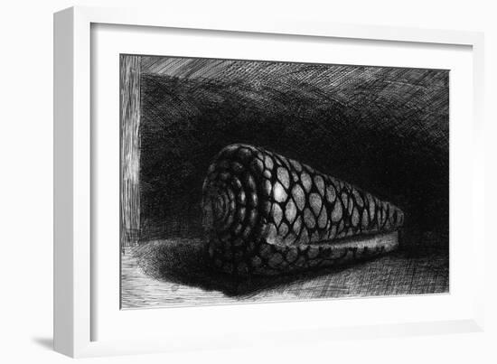 The Shell, 1650; The Shell is a Conus Marmoreus, Native to South-East Africa, Polynesia and Hawaii-Rembrandt van Rijn-Framed Giclee Print