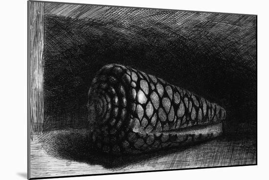 The Shell, 1650; The Shell is a Conus Marmoreus, Native to South-East Africa, Polynesia and Hawaii-Rembrandt van Rijn-Mounted Giclee Print